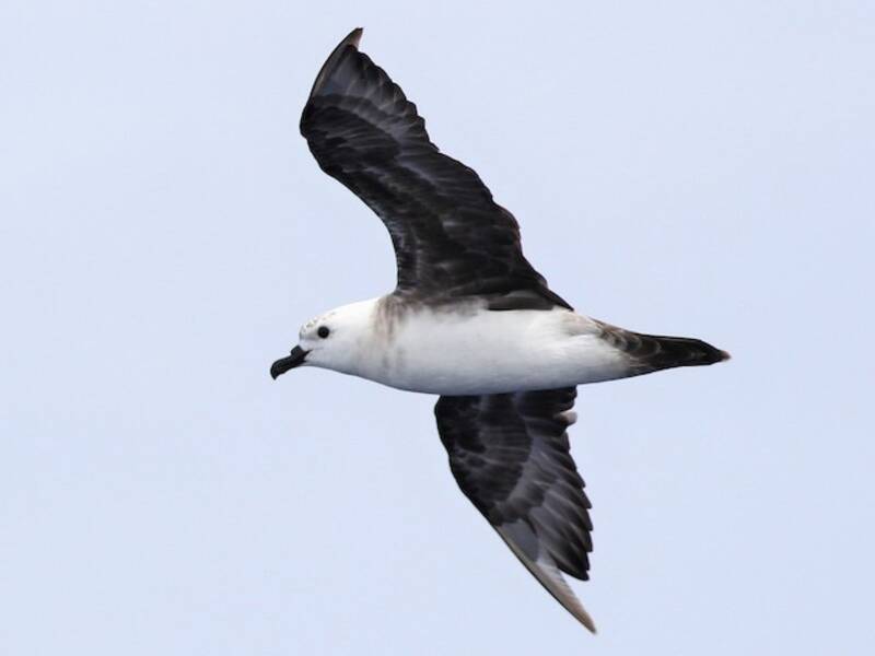 Kermadec Petrel, Photos 4