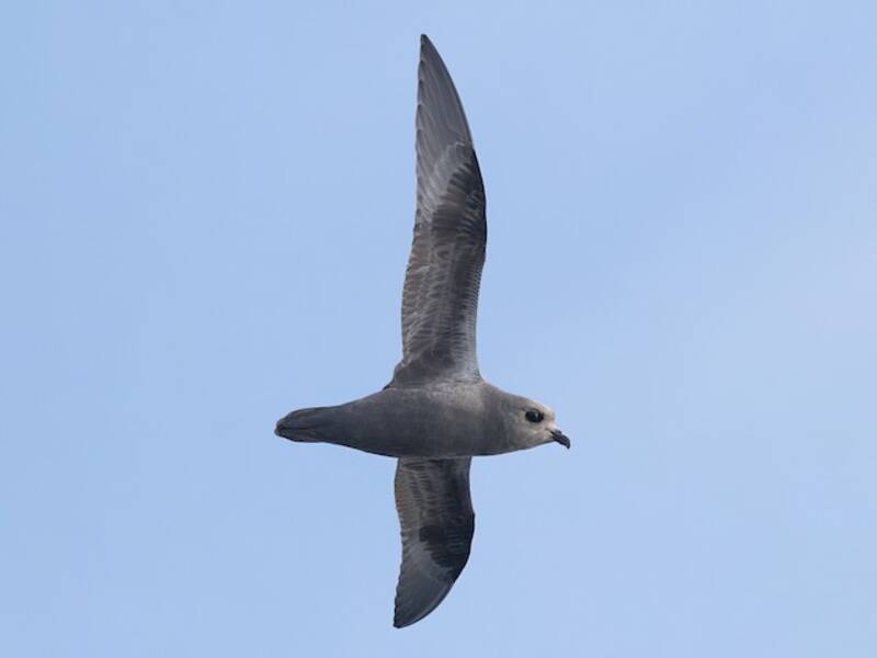 Kerguelen Petrel, Photos 3