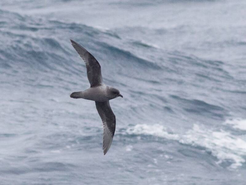 Kerguelen Petrel