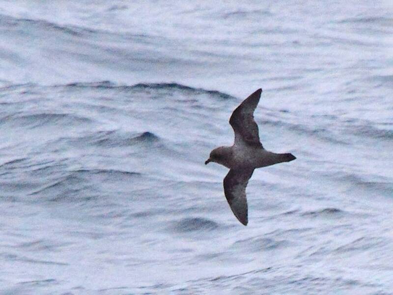 Kerguelen Petrel, Photos 2
