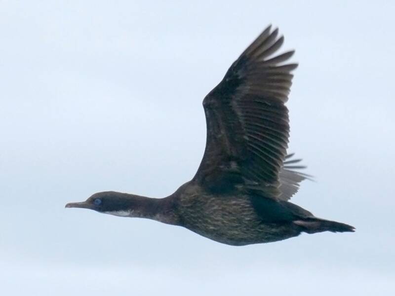 Kerguelen-Scharbe, Fotos 2