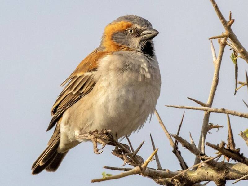 Kenya Rufous Sparrow, 照片 4