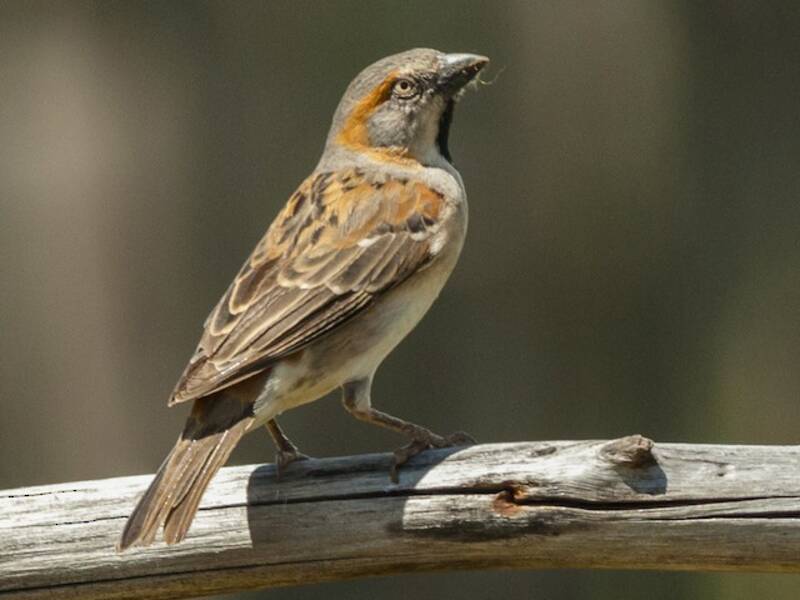 Kenya Rufous Sparrow, 照片 3