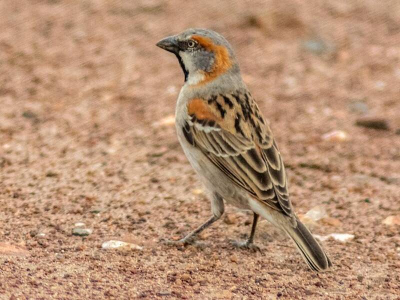 Kenya Rufous Sparrow