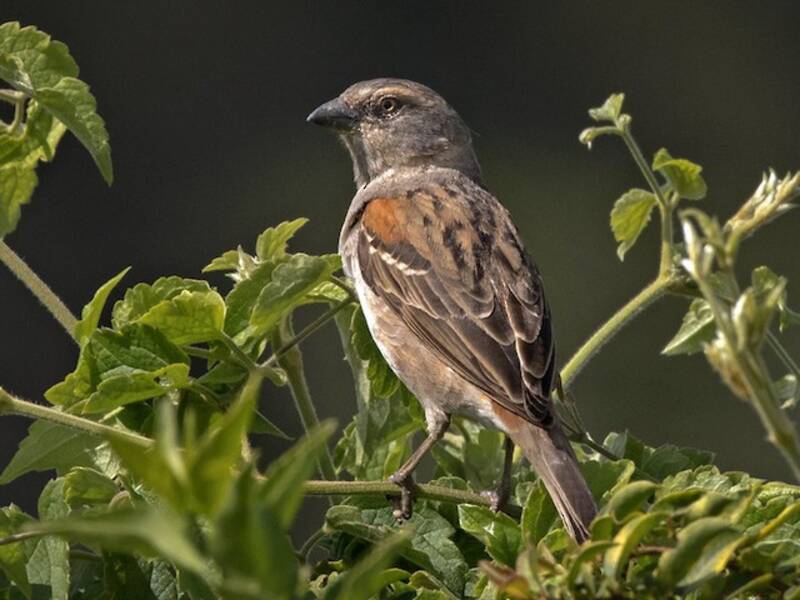 Kenya Rufous Sparrow, 照片 2