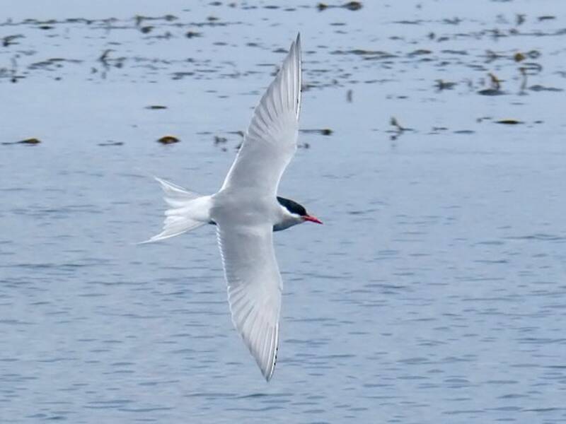 Sterna di Kerguelen, Foto 2