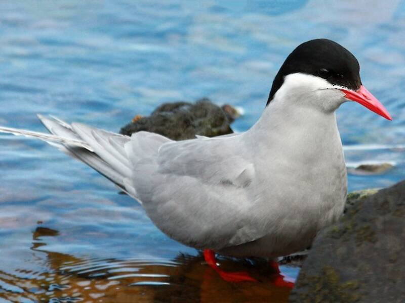 Kerguelen-Seeschwalbe