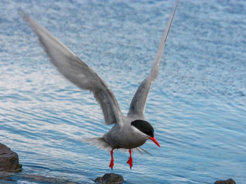 Sterna di Kerguelen, Foto 4