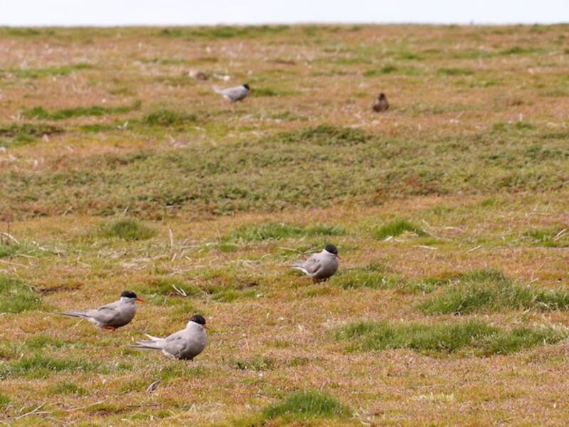 Sterna di Kerguelen, Foto 3