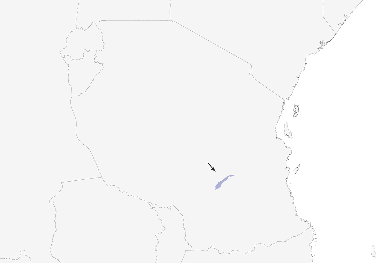 Tisserin du Kilombero, Distribution 1