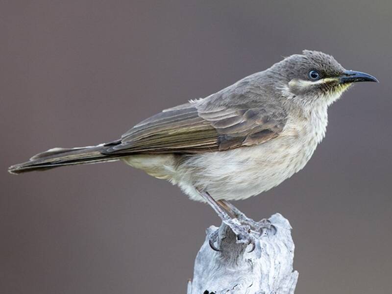 Kimberley Honeyeater