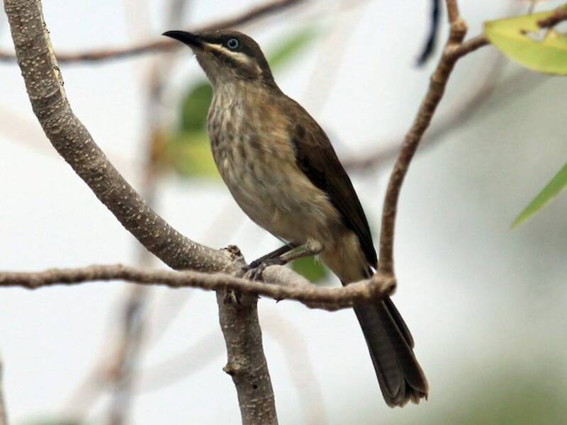 Kimberley Honeyeater, Photos 2