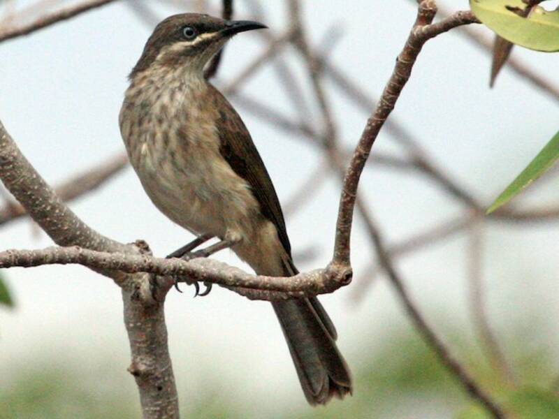 Kimberley Honeyeater, Photos 3