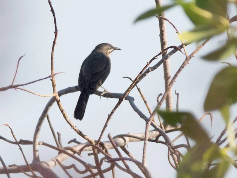 Kimberley Honeyeater, Photos 4