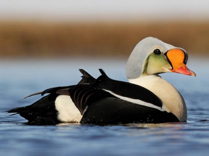 Eider reale, Foto 4