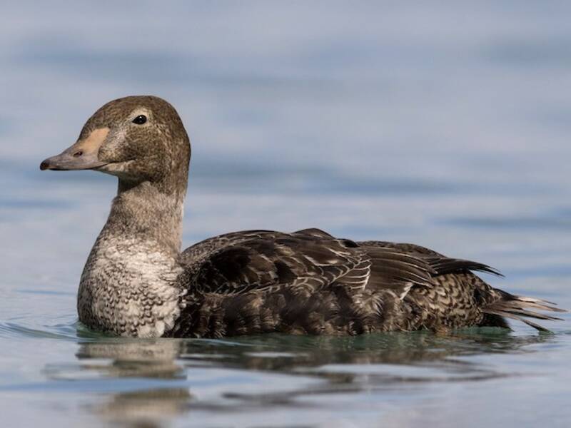 Eider reale, Foto 2