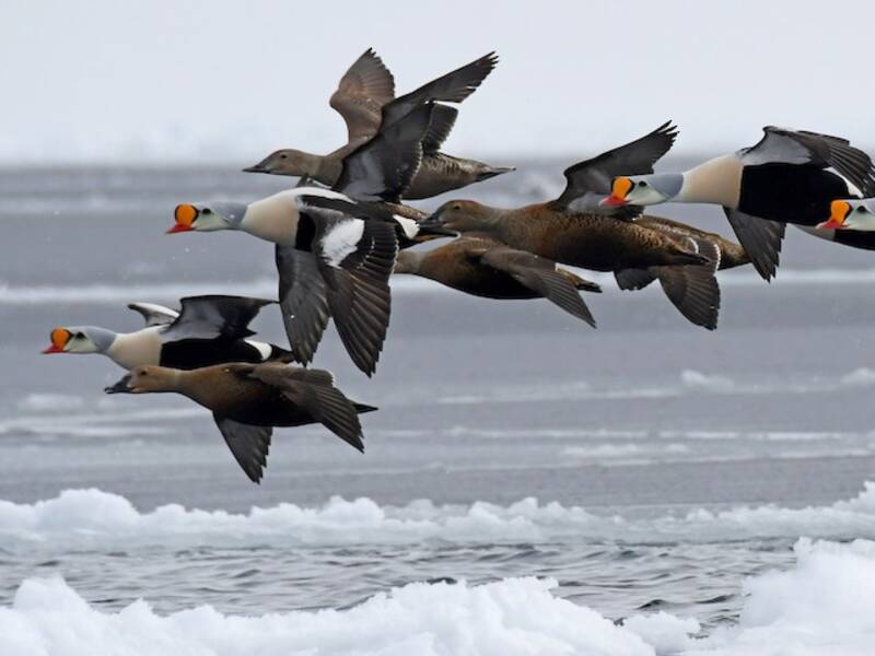 Eider reale, Foto 3
