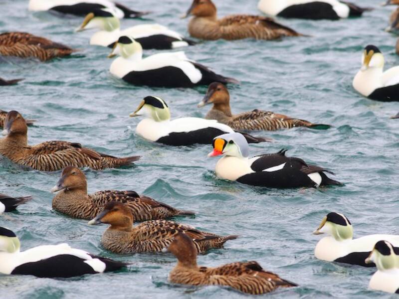King Eider (Somateria spectabilis)