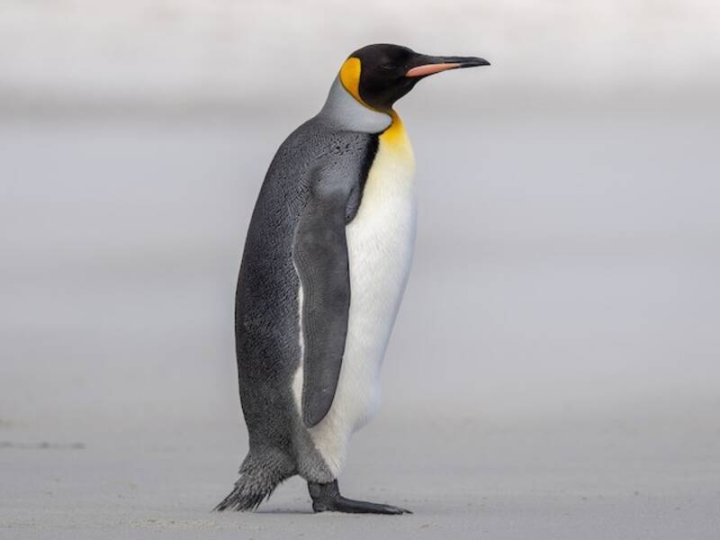 King Penguin, 照片 3