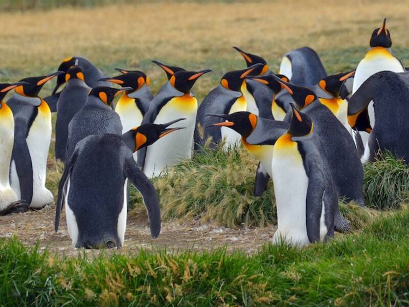 King Penguin, 照片 4