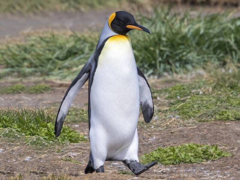 King Penguin, 照片 2