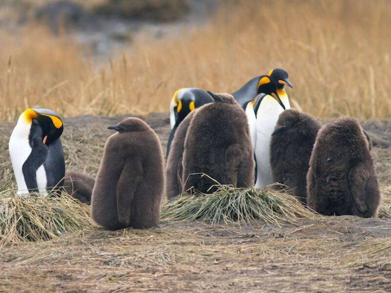 King Penguin