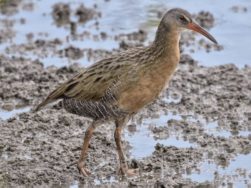 Aztec Rail, Photos 2