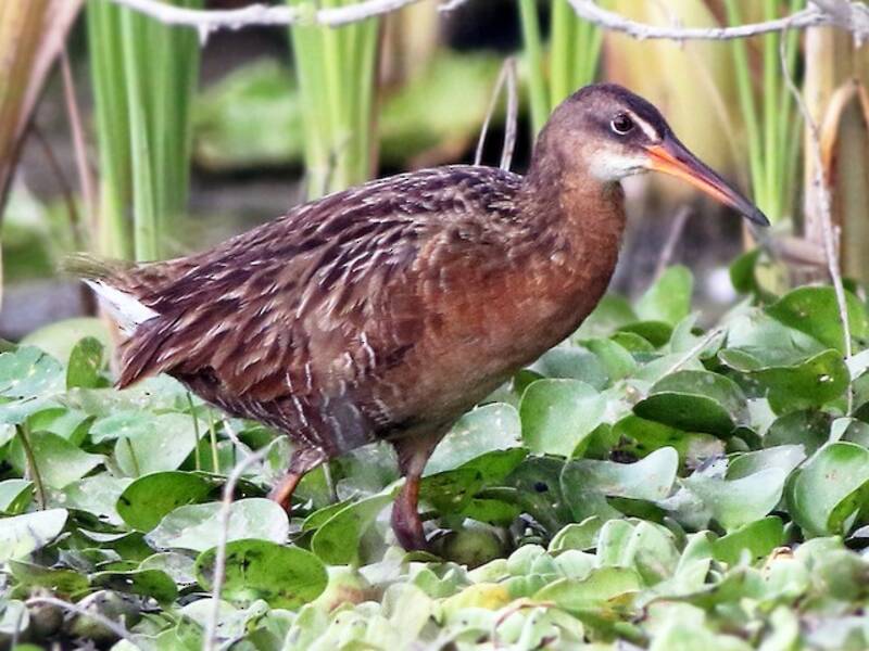 Aztec Rail, Photos 3
