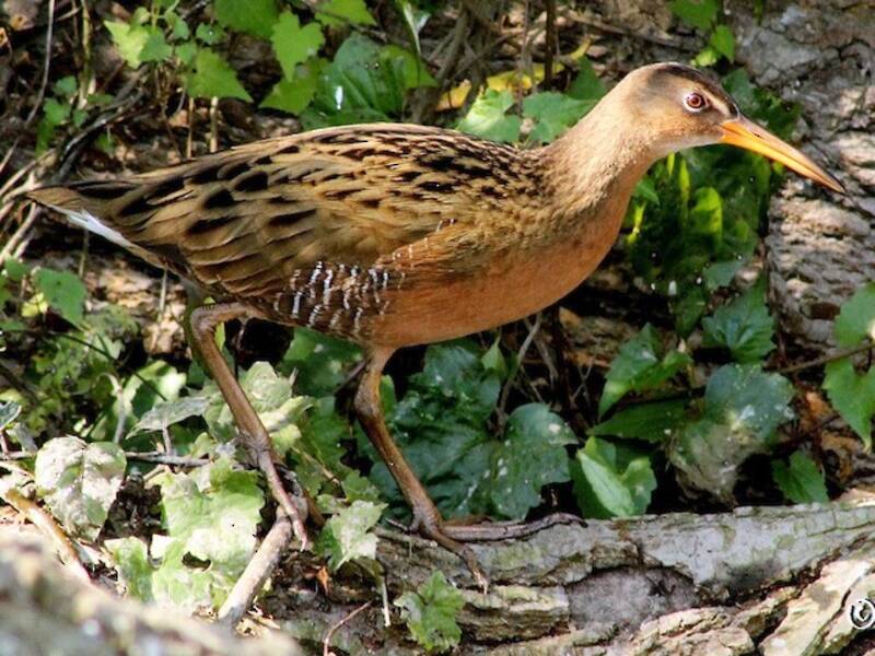 Aztec Rail, Photos 4