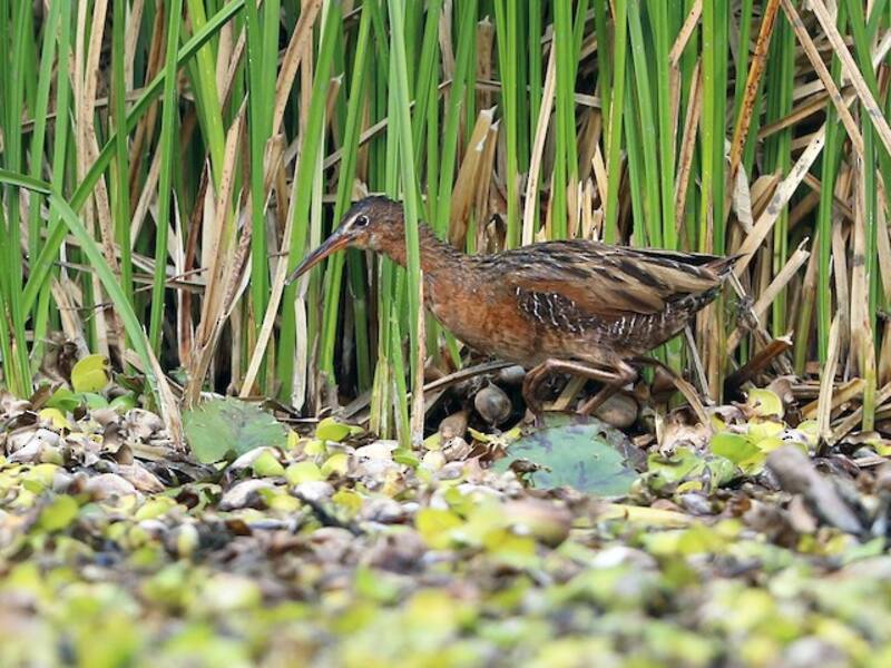 Aztec Rail
