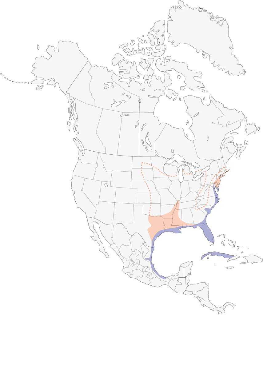 Râle élégant, Distribution 1