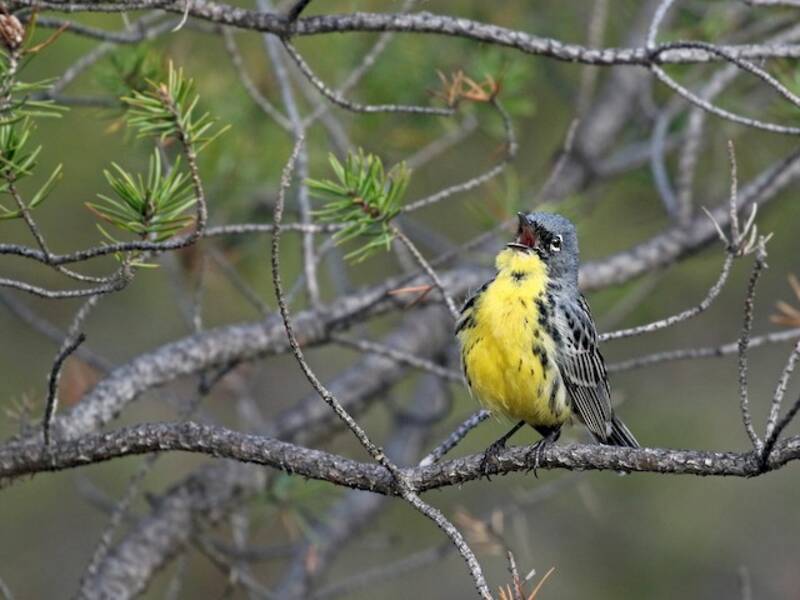 Kirtland's Warbler (Setophaga kirtlandii)