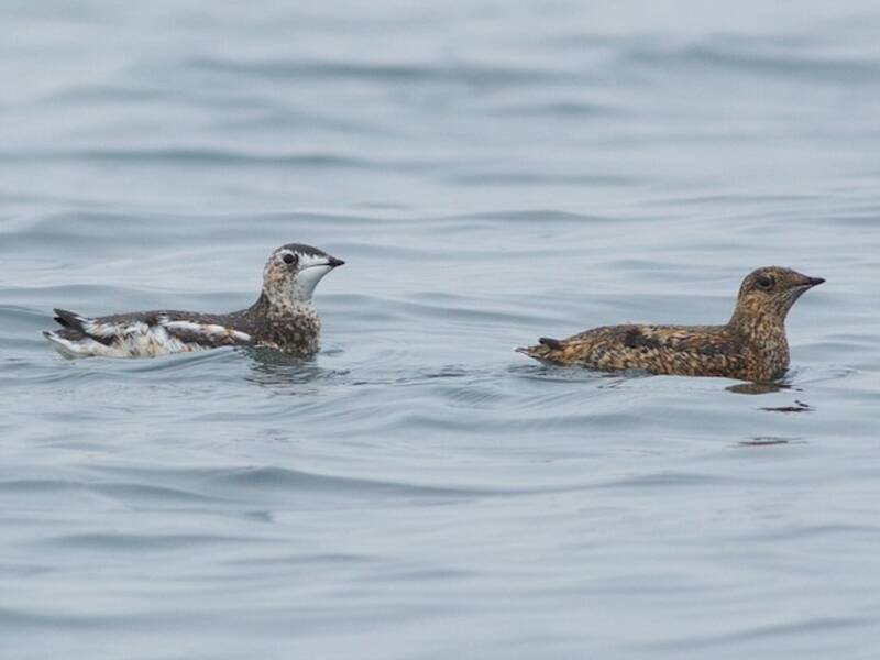 Kittlitz's Murrelet