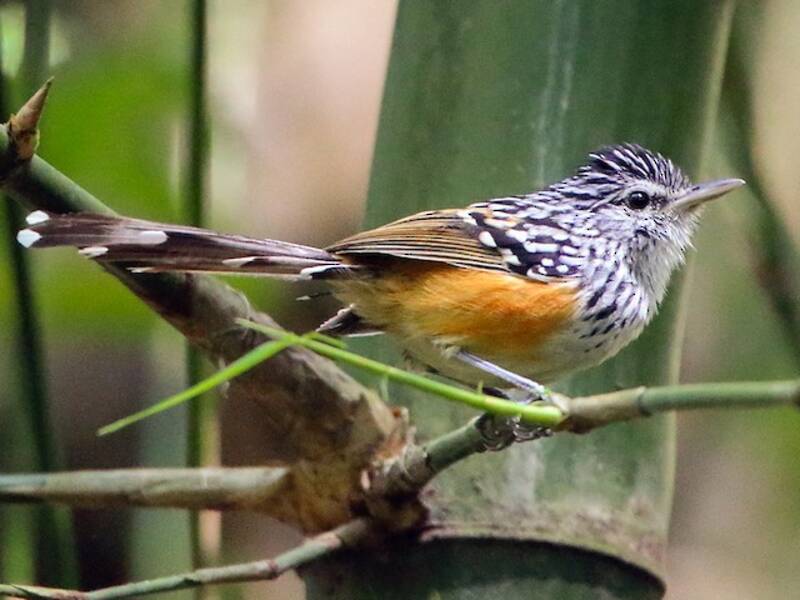 Klages's Antbird, Photos 3