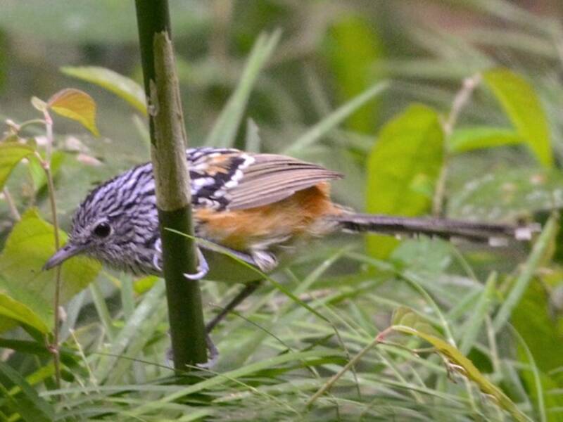Klages's Antbird, Photos 4