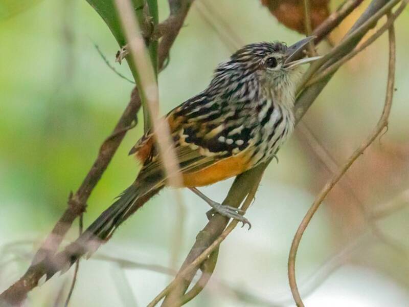 Klages's Antbird, Photos 2