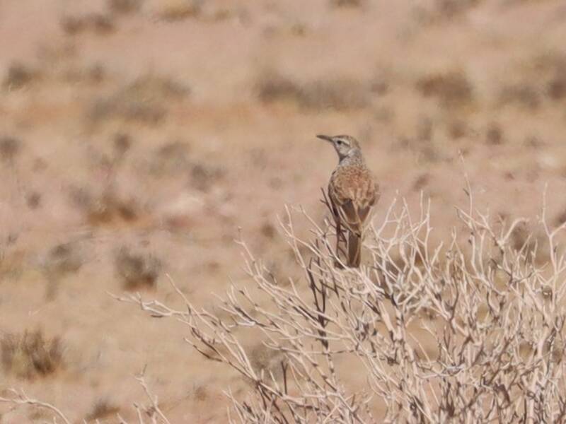 Karoo-Langschnabellerche, Fotos 2
