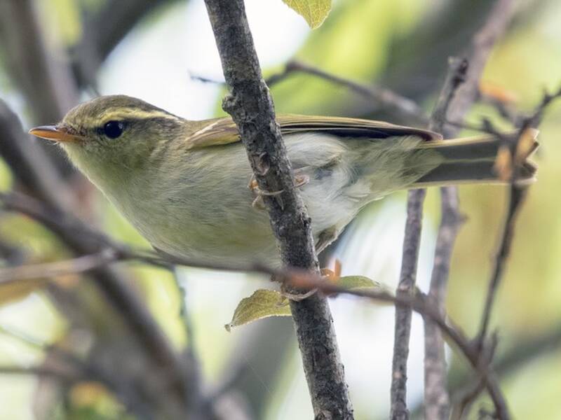 Mosquitero de Kloss, Fotos 3