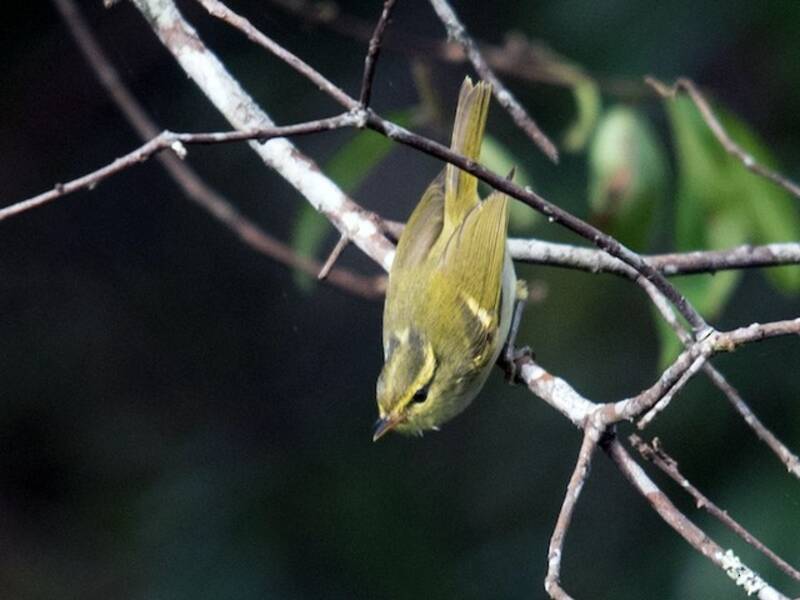 Mosquitero de Kloss, Fotos 4