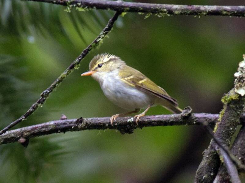 Mosquitero de Kloss, Fotos 2
