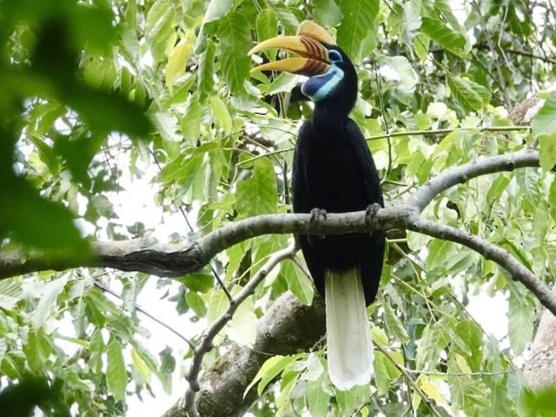 Warzenhornvogel, Fotos 4