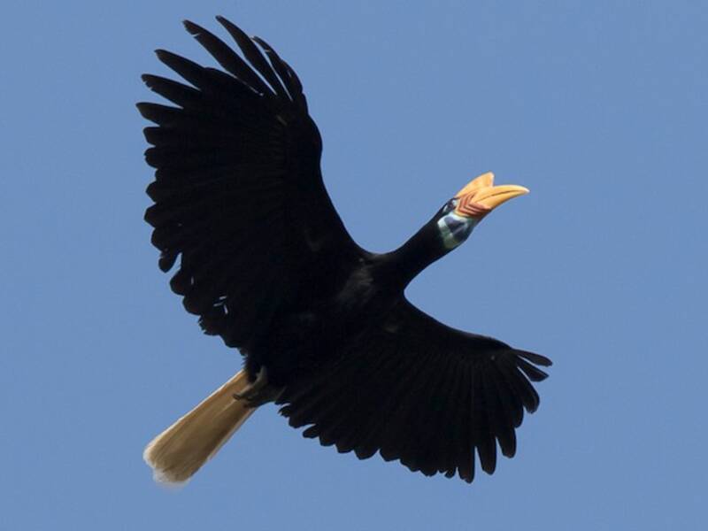 Warzenhornvogel