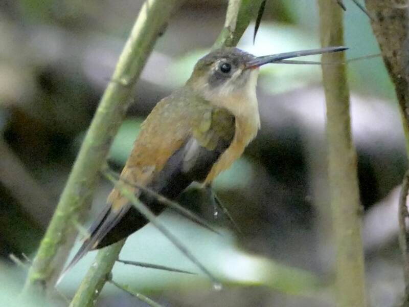 Koepcke's Hermit, Photos 3