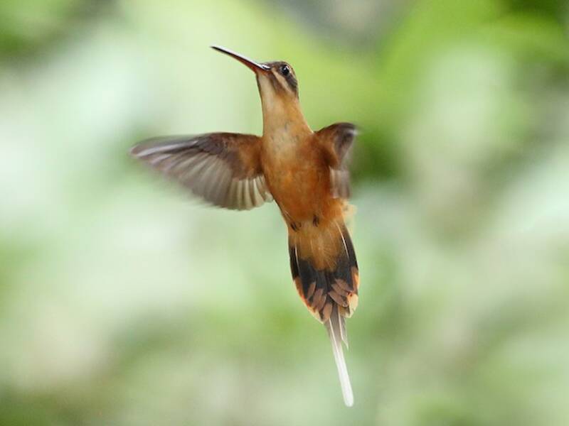 Koepcke's Hermit, Photos 4
