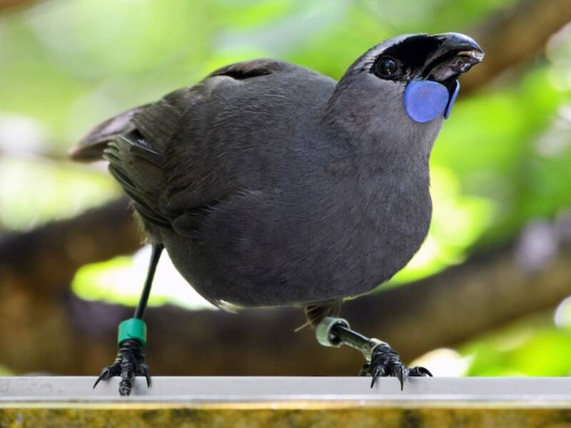 North Island Kokako