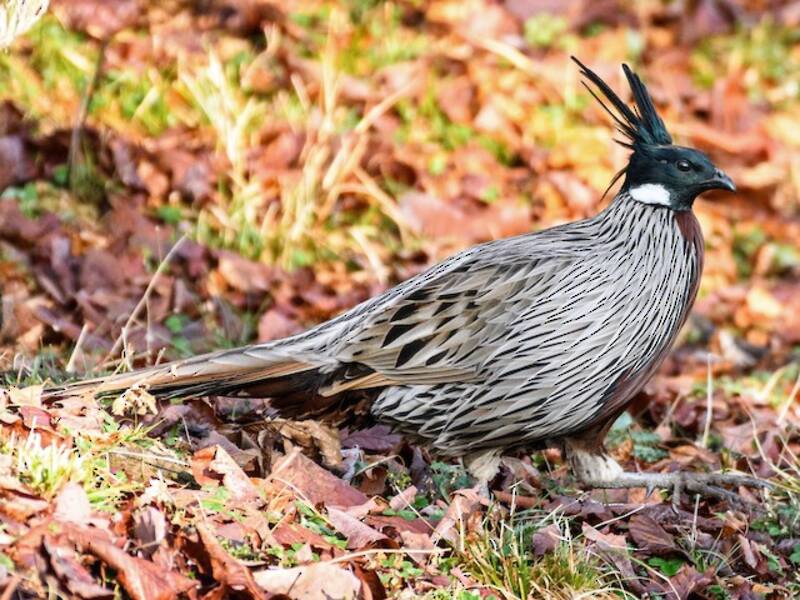 Koklass Pheasant, Photos 4