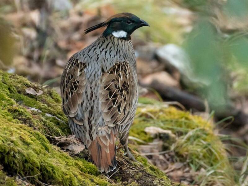 Koklass Pheasant, Photos 2
