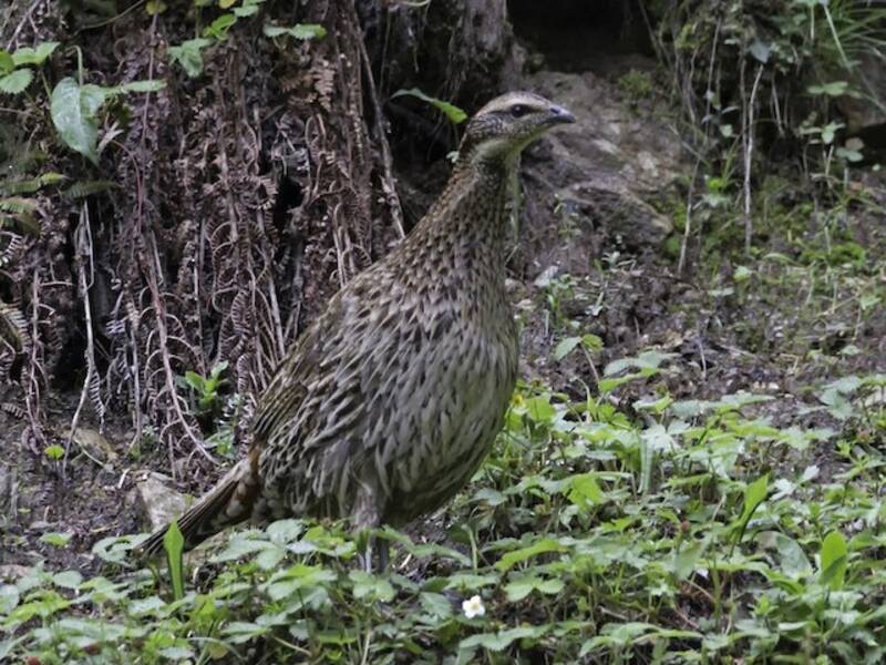 Koklass Pheasant, Photos 3