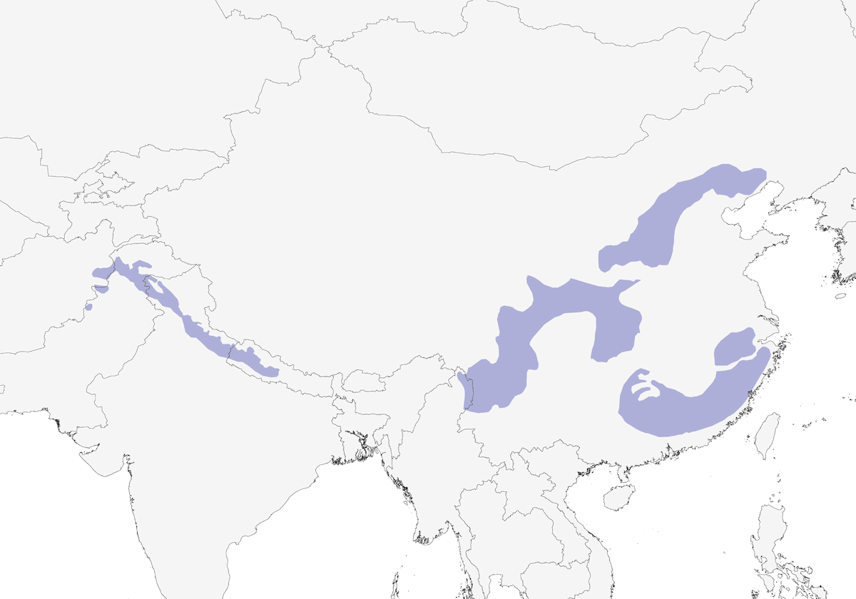 Koklass Pheasant, Distribution 1
