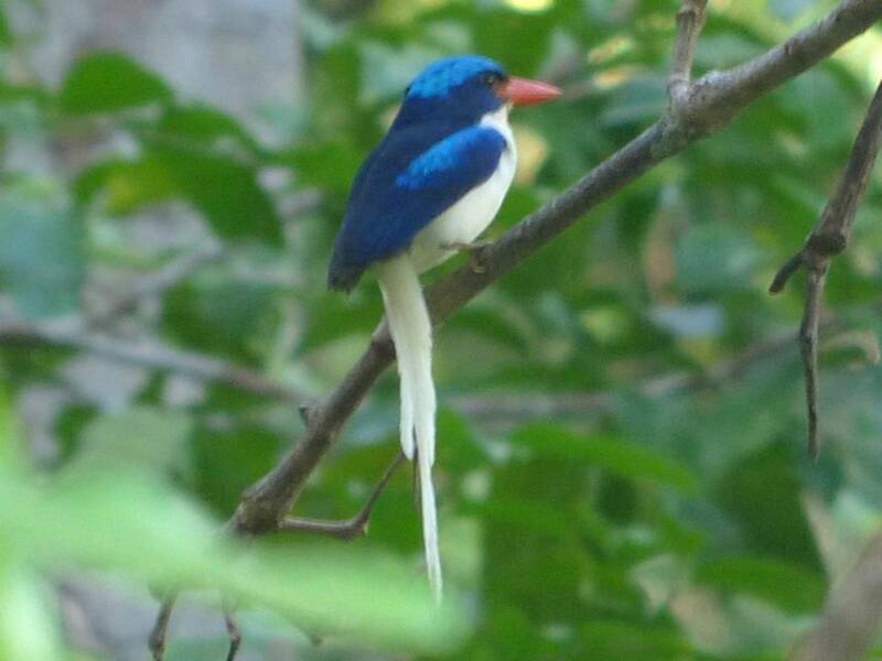 Kofiau Paradise-Kingfisher, Photos 2